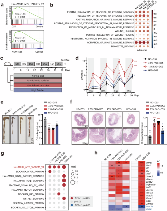 Palmitic acid activates c-Myc via dual palmitoylation-dependent pathways to promote colon cancer