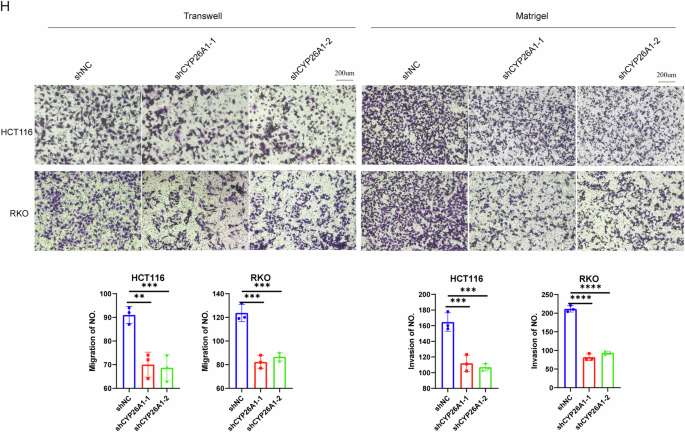 Correction: Folate metabolism-associated CYP26A1 is a clinico-immune target in colorectal cancer