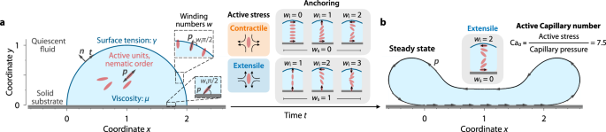 Morphodynamics of surface-attached active drops