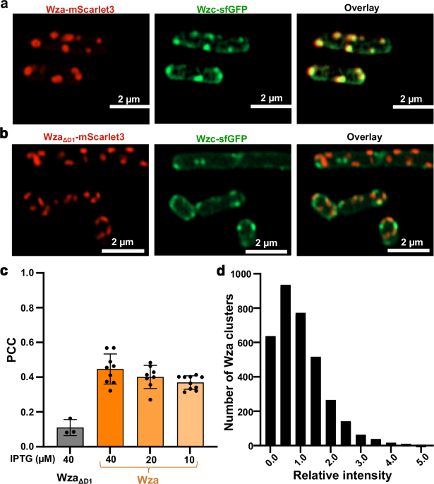 Molecular insights into the capsular polysaccharide transporter Wza-Wzc complex