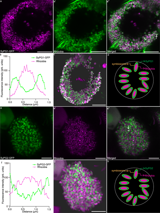 Author Correction: Symbiosome functionality in Medicago truncatula nodules requires continuous clearing of pectins from the symbiosome space