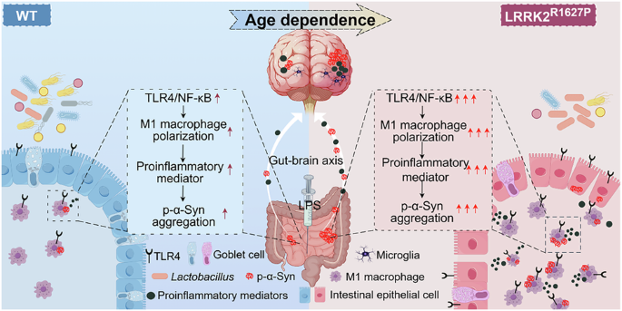 LRRK2R1627P mutation amplifies environmental risk factors induced chronic inflammation and α-synuclein aggregation in the gut of rats