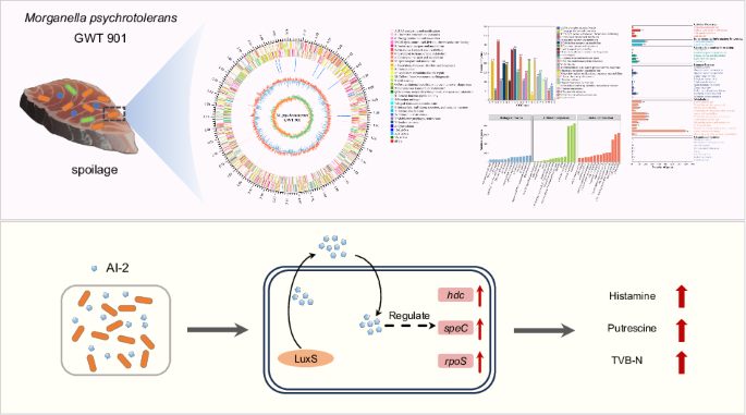Genomic and phenotypic insights into quorum sensing-mediated spoilage of Morganella psychrotolerans isolated from tuna