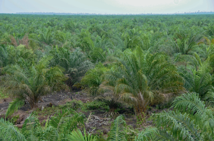 Growing cropland emissions | Nature Climate Change