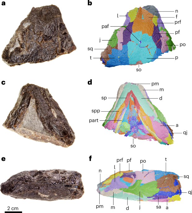 Carboniferous recumbirostran elucidates the origins of terrestrial herbivory