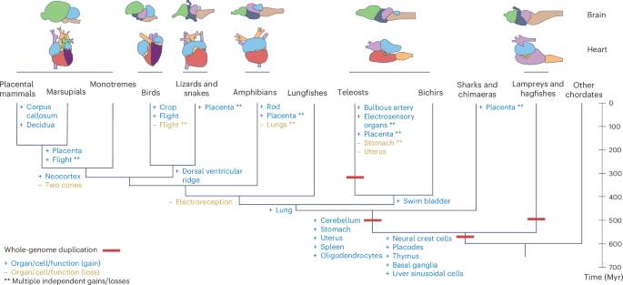 The molecular evolution of vertebrate organs