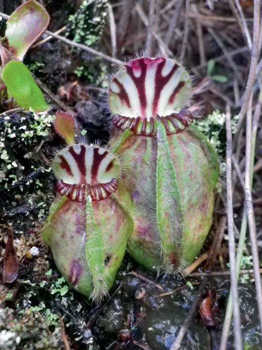 Australian pitcher plant (Cephalotus follicularis)