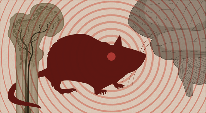 Brain neurons promote skeletal dysfunction in ageing