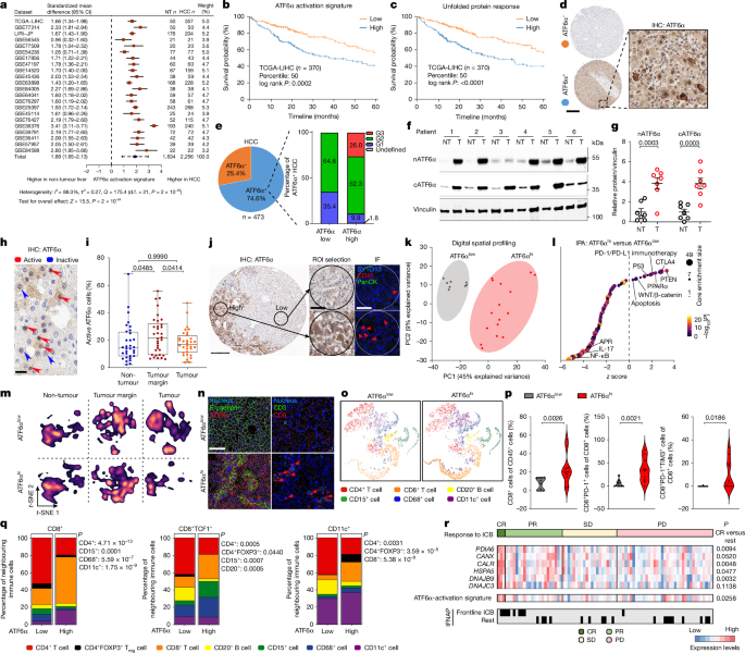 Activated ATF6α is a hepatic tumour driver restricting immunosurveillance