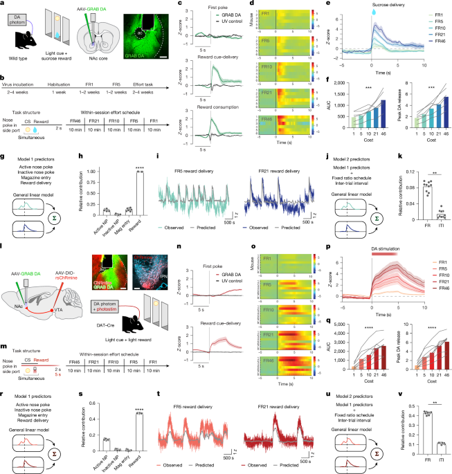 Cholinergic modulation of dopamine release drives effortful behaviour