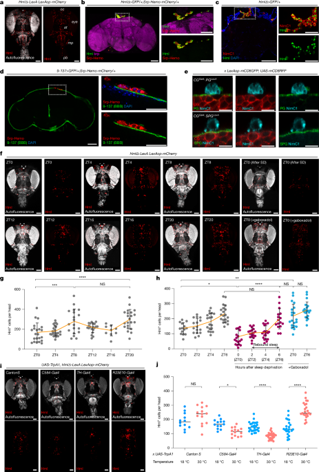 Sleep-dependent clearance of brain lipids by peripheral blood cells