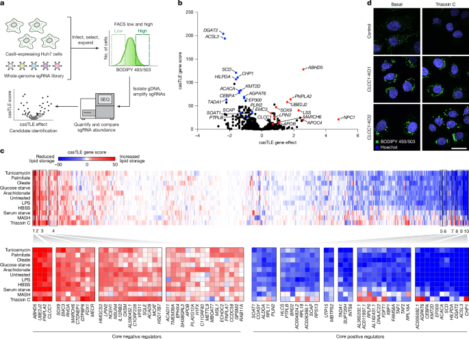 CLCC1 promotes hepatic neutral lipid flux and nuclear pore complex assembly