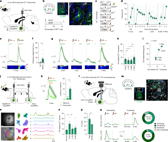Astrocytes enable amygdala neural representations supporting memory