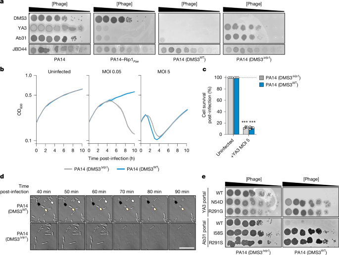 A pore-forming antiphage defence is activated by oligomeric phage proteins