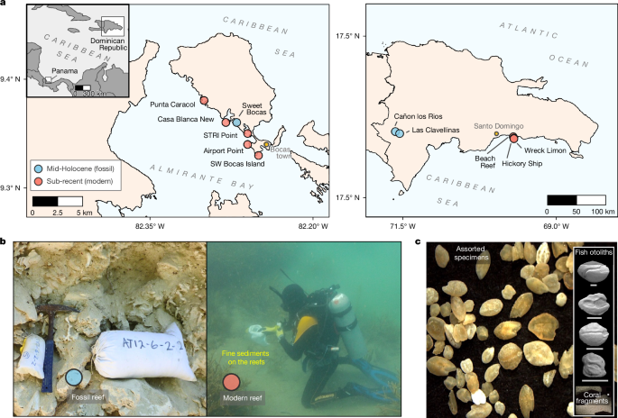 Fossil isotope evidence for trophic simplification on modern Caribbean reefs