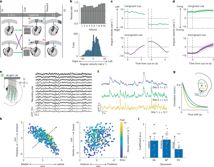 Striatum-wide dopamine encodes trajectory errors separated from value