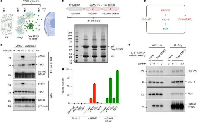 PtdIns(3,5)P2 is an endogenous ligand of STING in innate immune signalling