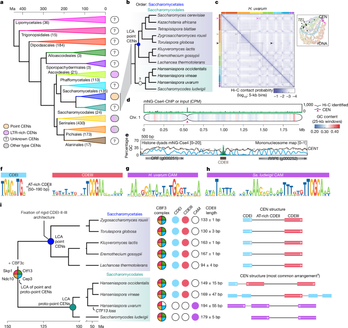 Ancient co-option of LTR retrotransposons as yeast centromeres