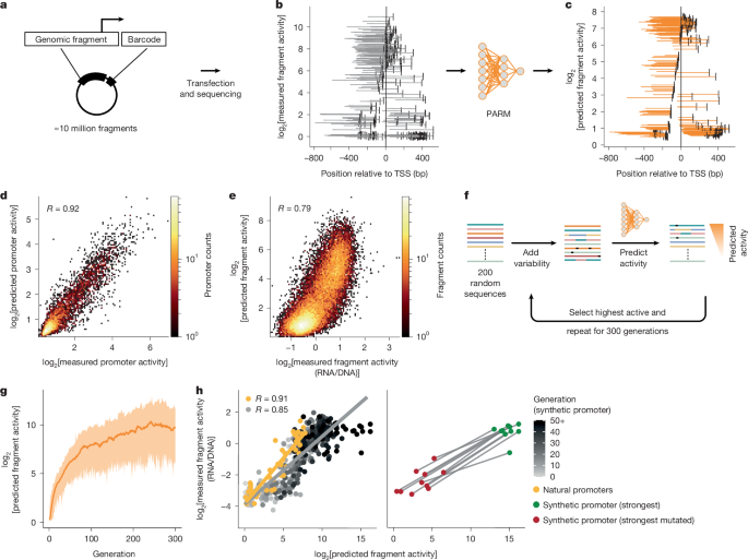 Regulatory grammar in human promoters uncovered by MPRA-based deep learning