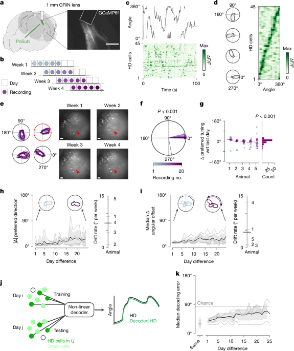 Months-long stability of the head-direction system