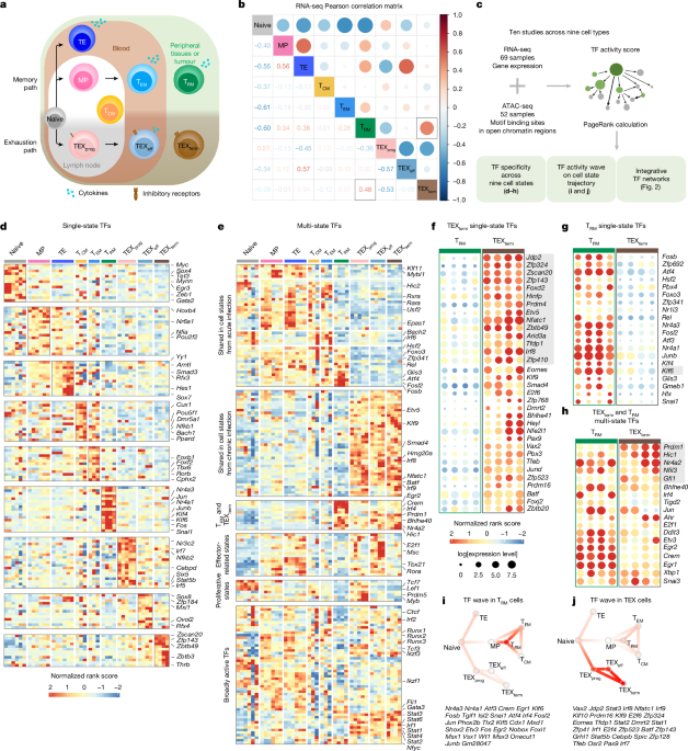 Atlas-guided discovery of transcription factors for T cell programming