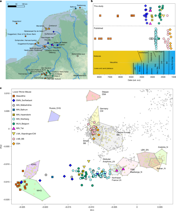 Lasting Lower Rhine–Meuse forager ancestry shaped Bell Beaker expansion