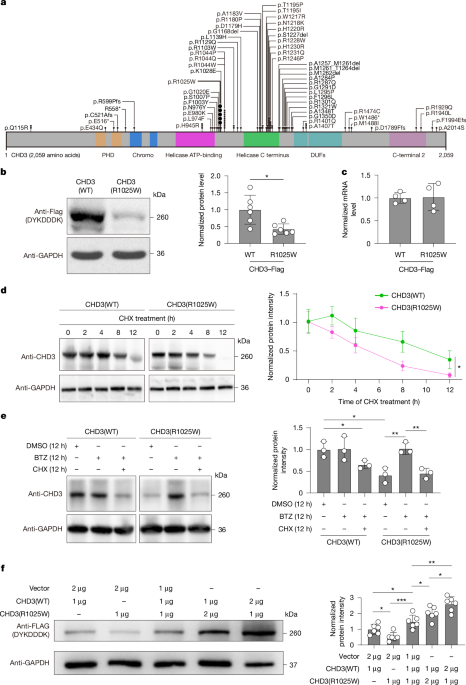 In vivo base editing of Chd3 rescues behavioural abnormalities in mice