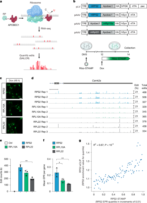 Single-cell and isoform-specific translational profiling of the mouse brain
