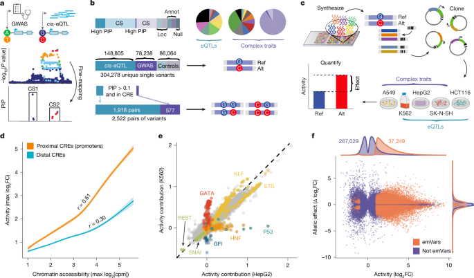 Functional dissection of complex trait variants at single-nucleotide resolution