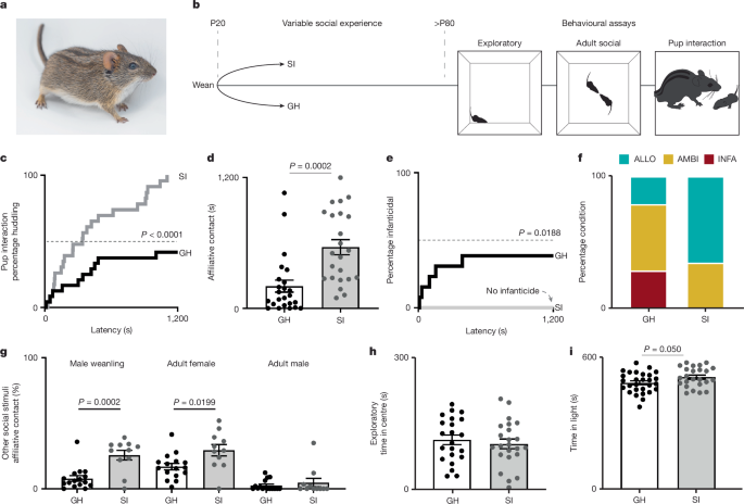 Agouti integrates environmental cues to regulate paternal behaviour