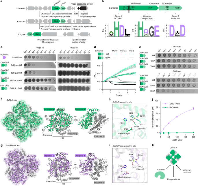 Nucleotide signals coordinate activation and inhibition of bacterial immunity