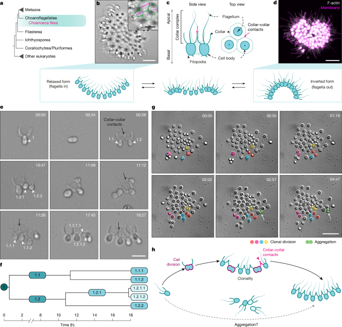 Clonal-aggregative multicellularity tuned by salinity in a choanoflagellate