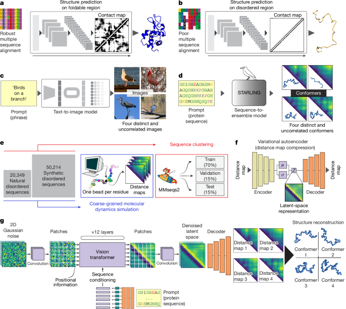 Accurate predictions of disordered protein ensembles with STARLING