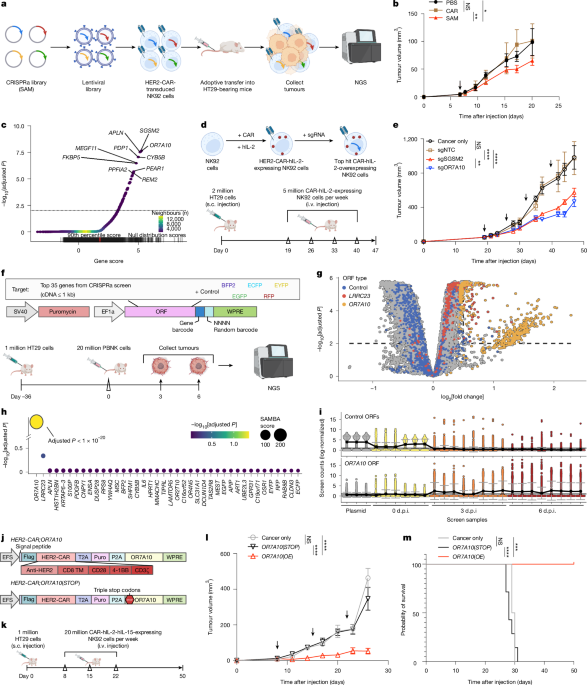 OR7A10 GPCR engineering boosts CAR-NK therapy against solid tumours