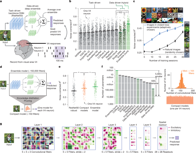 Compact deep neural network models of the visual cortex