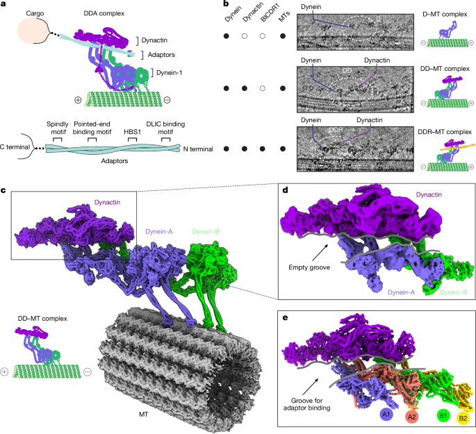 Roles of microtubules and LIS1 in dynein transport machinery assembly