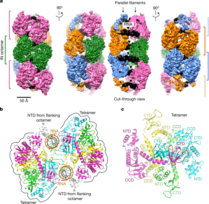 Integrase anchors viral RNA to the HIV-1 capsid interior