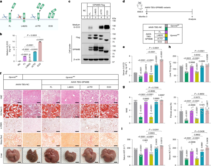 RYK is a GPNMB receptor that drives MASH