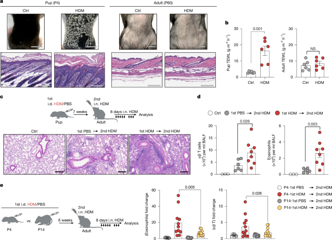 Peripheral immune-inducer dendritic cells drive early-life allergic inflammation