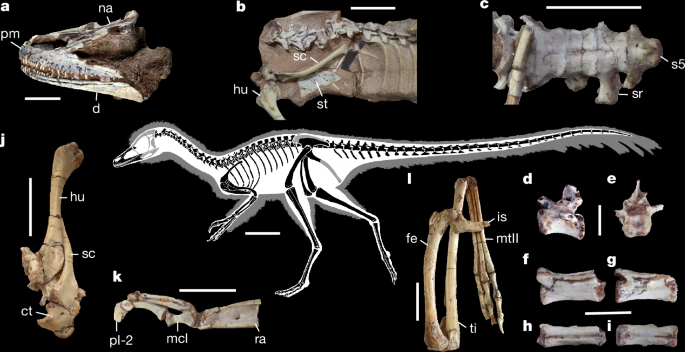Argentine fossil rewrites evolutionary history of a baffling dinosaur clade