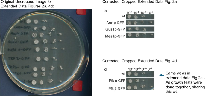 Author Correction: Cotranslational assembly of protein complexes in eukaryotes revealed by ribosome profiling