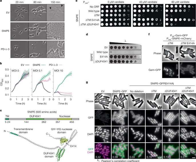 A membrane-bound nuclease directly cleaves phage DNA during genome injection