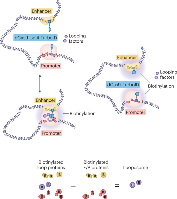Chromatin loop proteomics finds a non-catalytic function for a histone demethylase