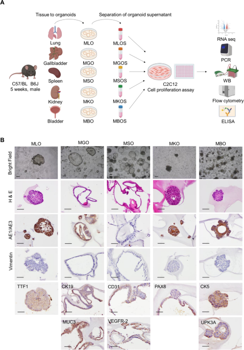 Bladder organoid conditioned media enhances myoblast proliferation under serum free conditions