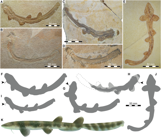 Reappraisal of the extinct barbelthroat shark †Bavariscyllium and the nebulous origin of carcharhiniform galeomorphs