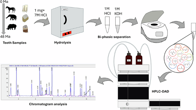 Deep-time preservation of amino acids in mammalian fossil tooth enamel