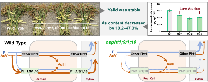 Knocking out OsPht1;9-1;10 genes decreases arsenic accumulation in rice (Oryza sativa) grains