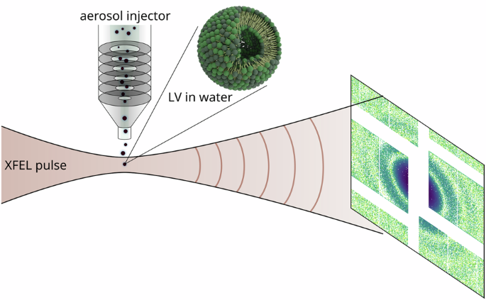 Structure and polydispersity of single lipid vesicles by small-angle X-ray scattering at European XFEL