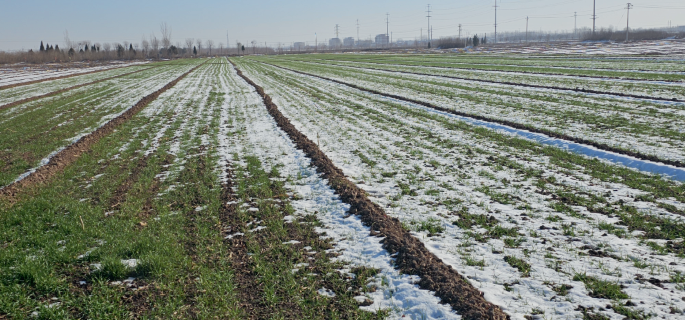 Growing risks of global wheat from snow droughts
