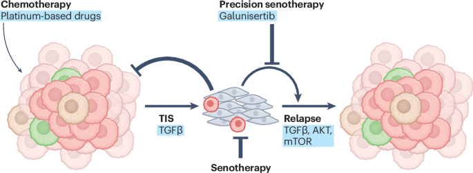 Precision targeting of the SASP in cancer therapy